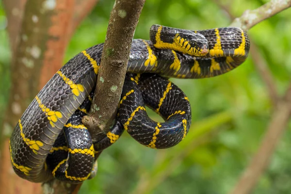 在野生动物身上 通常被称为红树林蛇或金环猫蛇 Golden Ringed Cat Snake — 图库照片