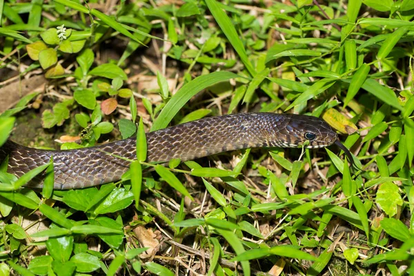Ptyas Spinosa Oriental Ratsnake Indian Rat Snake Wildlife — 스톡 사진