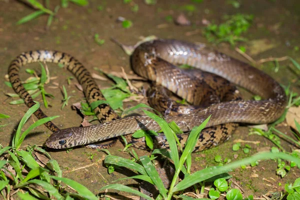 Ptyas Mucosa Ανατολίτικο Φίδι Ινδικό Φίδι Αρουραίων Στην Άγρια Ζωή — Φωτογραφία Αρχείου