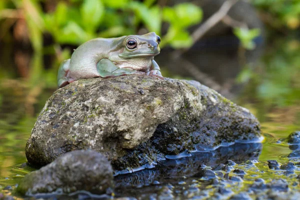 Dummiga Träd Groda Eller Whites Träd Groda Vilda Djur — Stockfoto