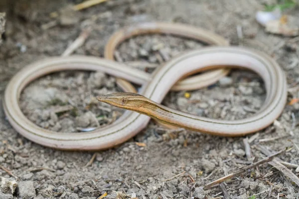 Burton Legless Lizard Lialis Burtonis Lialis Burtonis Pencil Lizard Wild — Stock Photo, Image