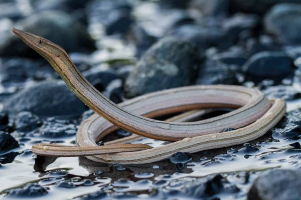 Burton Legless Lizard Lialis Burtonis Lialis Burtonis Pencil Lizard Wild — Stock Photo, Image