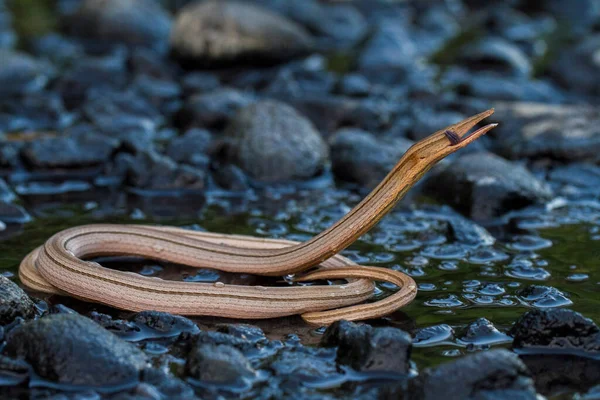 Burton Legless Lizard Lialis Burtonis Lialis Burtonis Pencil Lizard Wild — Stock Photo, Image