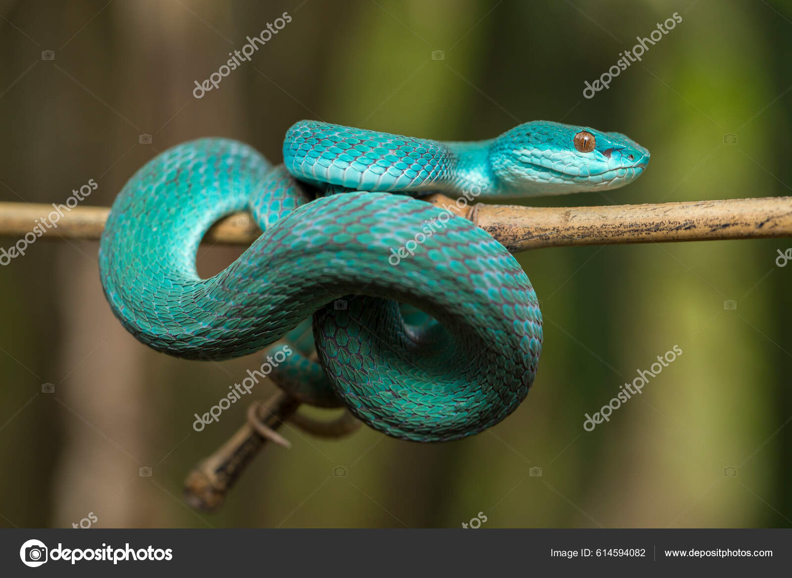 Foto de Cobra Azul Insularis e mais fotos de stock de Cobra