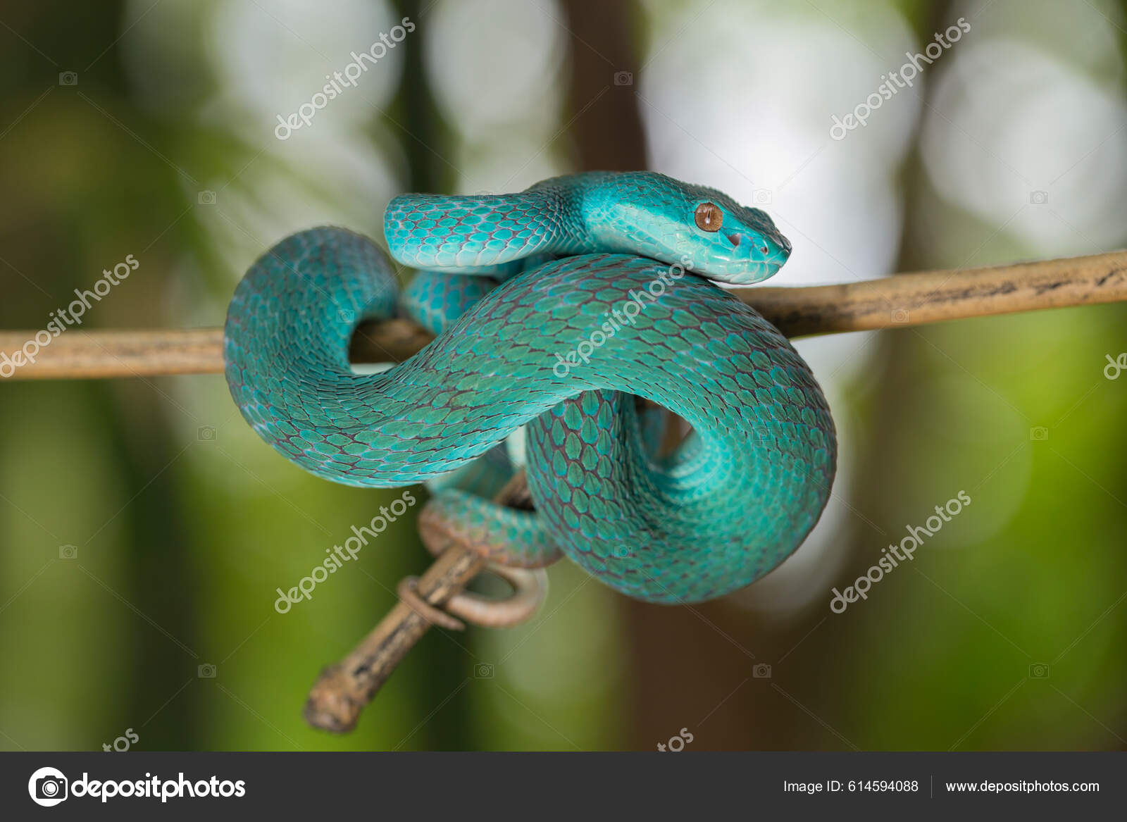 Serpente Azul-insularis Víbora Venenosa Imagem de Stock - Imagem