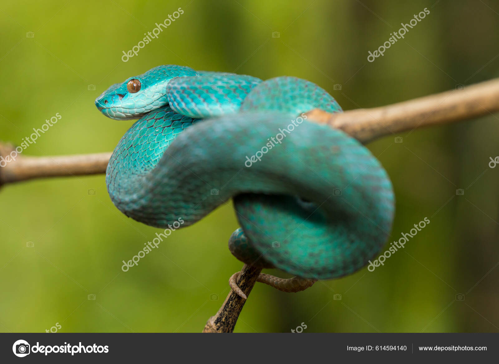 Blue Insularis Snake Trimeresurus Insularis White Lipped Island Pit
