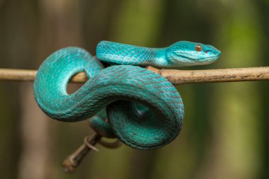 Mavi Insularis yılanı (Trimeresurus Insularis) Dala asılı beyaz dudaklı ada çukur engereği
