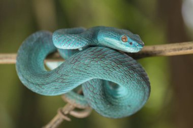 Mavi Insularis yılanı (Trimeresurus Insularis) Dala asılı beyaz dudaklı ada çukur engereği