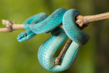 Mavi Insularis yılanı (Trimeresurus Insularis) Dala asılı beyaz dudaklı ada çukur engereği