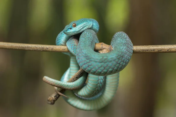 Blaue Insularis Schlange Trimeresurus Insularis Weißlippige Inselnatter Hängt Einem Ast — Stockfoto