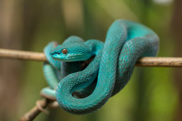 蓝色的Insularis Snake Trimeresurus Insularis 白唇海底隧道毒蛇挂在树枝上 — 图库照片