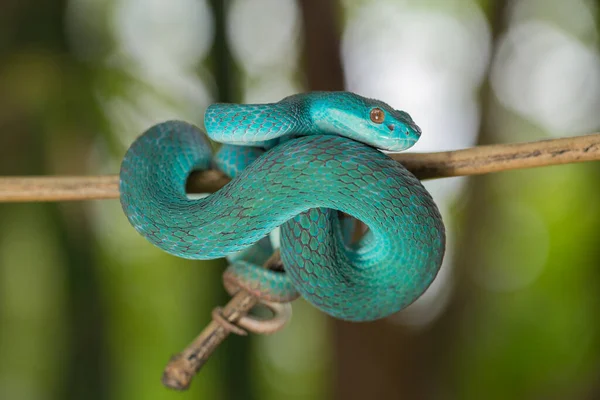 Serpent Insularis Bleu Trimeresurus Insularis Pipit Île Lèvres Blanches Vipère — Photo