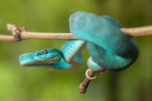 Blue Insularis Snake Trimeresurus Insularis White Lipped Island Pit Viper — Stock Photo, Image