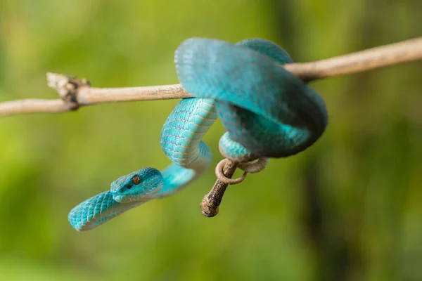 Blue Insularis Serpente Trimeresurus Insularis Poço Ilha Lábios Brancos Viper — Fotografia de Stock