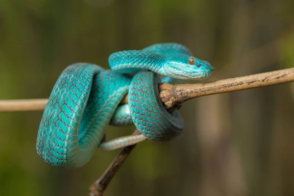 Blaue Insularis Schlange Trimeresurus Insularis Weißlippige Inselnatter Hängt Einem Ast — Stockfoto