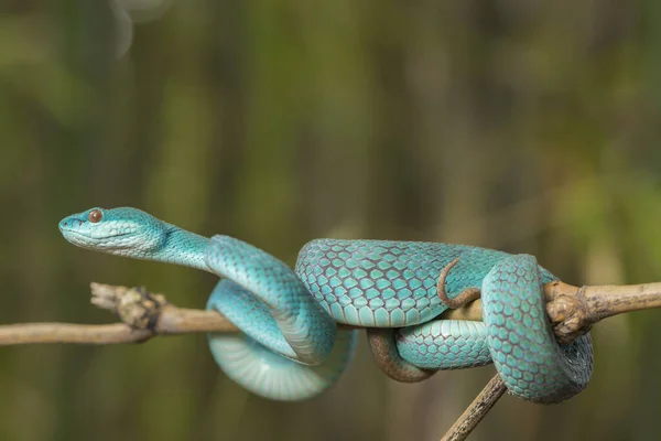 蓝色的Insularis Snake Trimeresurus Insularis 白唇海底隧道毒蛇挂在树枝上 — 图库照片