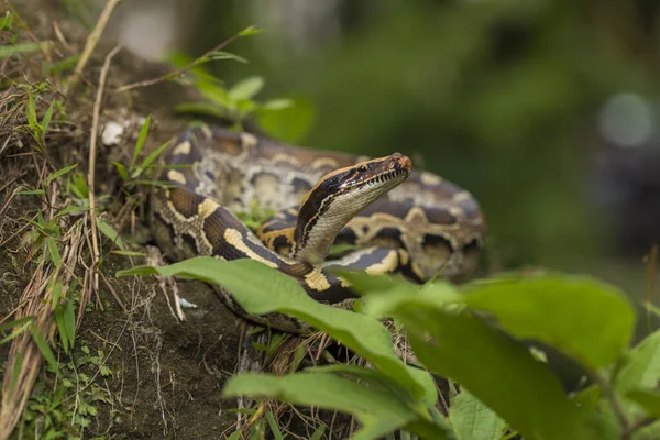 Borneo Short Tailed Blood Python Snake Python Curtus Breitensteini Wild — 스톡 사진