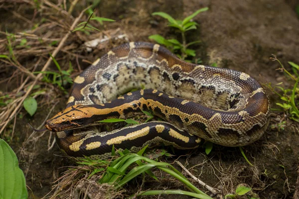 Короткохвостая Питонская Змея Борнео Python Curtus Breitensteini Дикой Природе — стоковое фото
