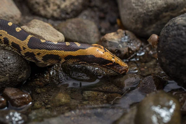 Короткохвостая Питонская Змея Борнео Python Curtus Breitensteini Дикой Природе — стоковое фото
