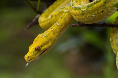 Yeşil Ağaç Python Morelia viridis ağaç dalı sarı deri yılan