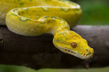 Yeşil Ağaç Python Morelia viridis ağaç dalı sarı deri yılan