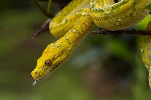 木の枝にある緑の木のPythonモレリアのウイルス黄色の肌のヘビ — ストック写真