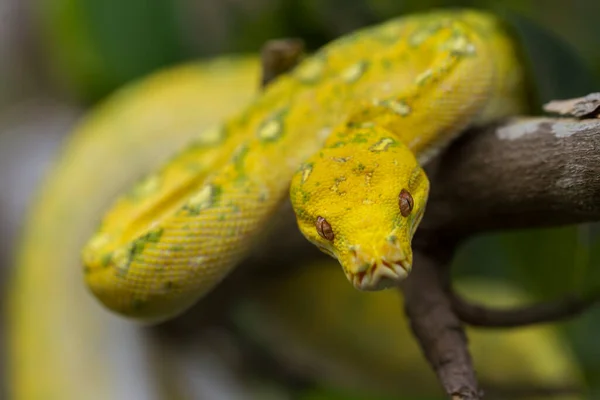 树分枝黄色蛇皮上的绿树蟒蛇 — 图库照片