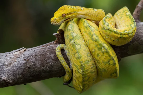 Green Tree Python Morelia Viridis Tree Branch Yellow Color Skin — Stock Photo, Image