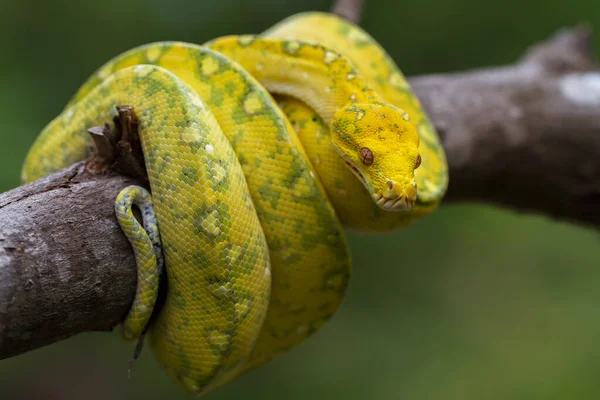 Зеленое Дерево Python Morelia Viridis Ветке Дерева Желтый Цвет Кожи — стоковое фото