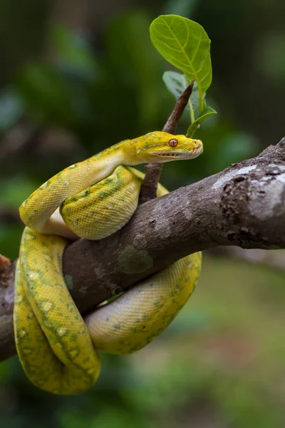 Tree pythons Stock Photos, Royalty Free Tree pythons Images | Depositphotos