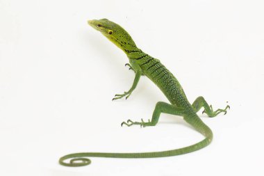 Zümrüt yeşili ağaç gözlemcisi kertenkele (Varanus prasinus) beyaz arkaplanda izole edilmiştir.