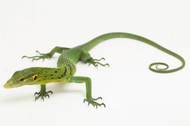 Zümrüt yeşili ağaç gözlemcisi kertenkele (Varanus prasinus) beyaz arkaplanda izole edilmiştir.