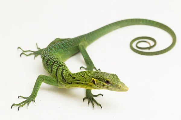 Emerald Green Tree Monitor Lizard Varanus Prasinus Isolated White Background — Stock Photo, Image