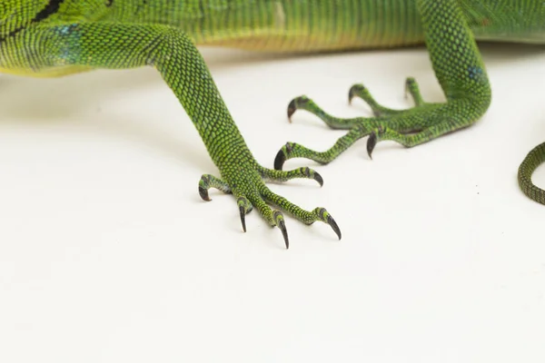 The emerald green tree monitor lizard (Varanus prasinus) isolated on white background