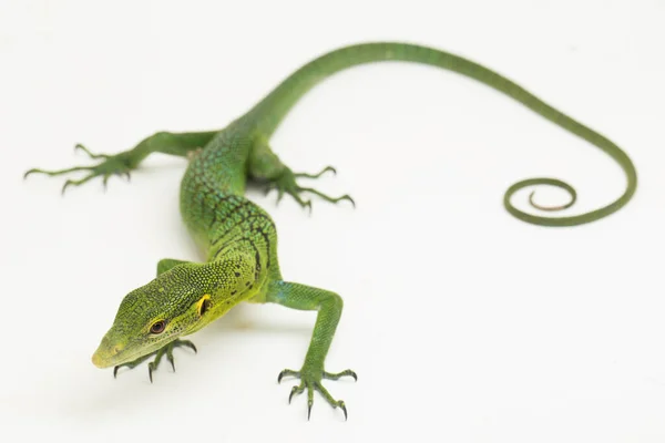 Lagarto Monitor Árvore Verde Esmeralda Varanus Prasinus Isolado Fundo Branco — Fotografia de Stock