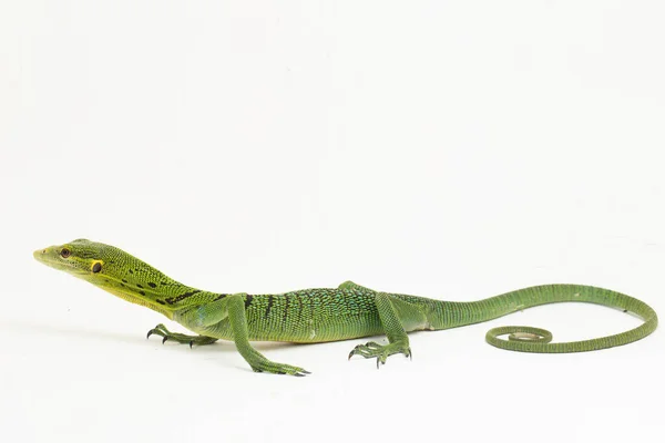 Lagarto Monitor Árbol Verde Esmeralda Varanus Prasinus Aislado Sobre Fondo — Foto de Stock