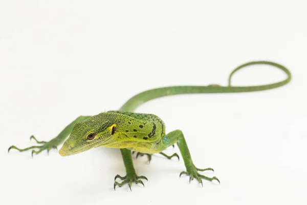 Smaragd Zöld Monitor Gyík Varanus Prasinus Elszigetelt Fehér Alapon — Stock Fotó