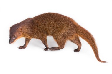 Javan firavun faresi veya Küçük Asyalı firavun faresi (Herpestes javanicus) beyaz arka planda izole edilmiştir