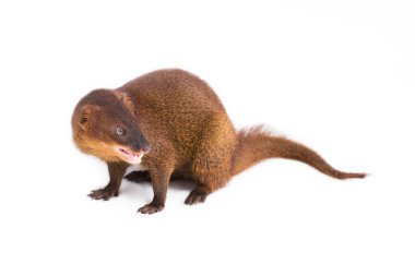 Javan firavun faresi veya Küçük Asyalı firavun faresi (Herpestes javanicus) beyaz arka planda izole edilmiştir