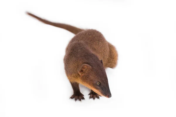 Javan Mongoose Pequeno Asiático Mangusto Herpestes Javanicus Isolado Fundo Branco — Fotografia de Stock