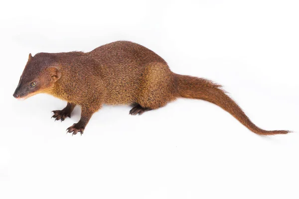 Javan Mongoose Pequeno Asiático Mangusto Herpestes Javanicus Isolado Fundo Branco — Fotografia de Stock