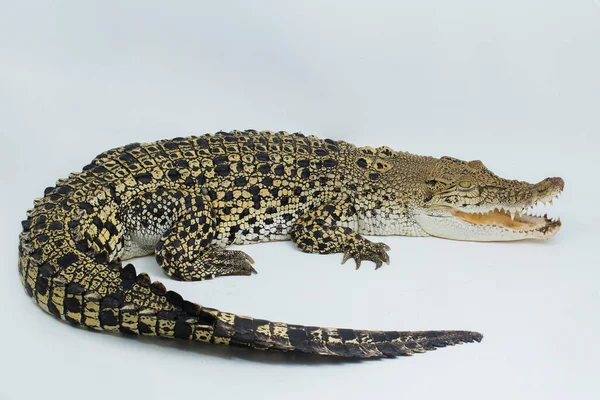Zoutwater Krokodil Crocodylus Porosus Geïsoleerd Witte Achtergrond — Stockfoto