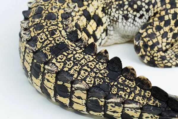 Saltvatten Krokodil Crocodylus Porosus Isolerad Vit Bakgrund — Stockfoto