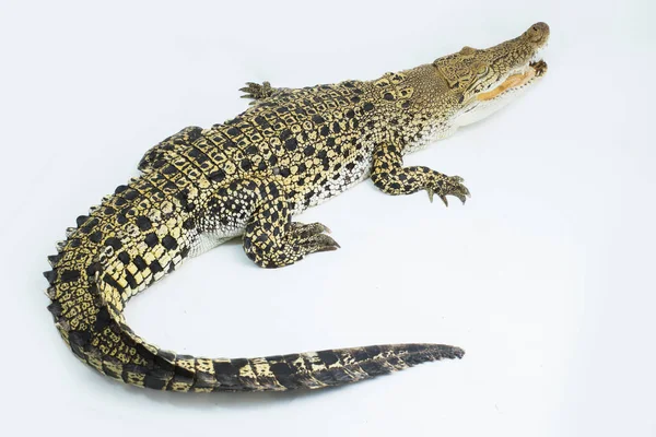 Крокодил Солоної Води Крокодил Ізольований Білому Тлі — стокове фото