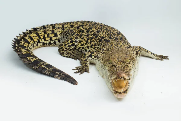 Sós Víz Krokodil Crocodylus Porosus Izolált Fehér Alapon — Stock Fotó