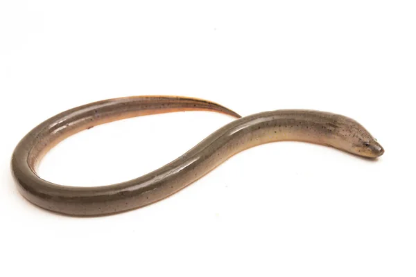 Asian Swamp Eel Monopterus Albus Isolated White Background — Stock Photo, Image