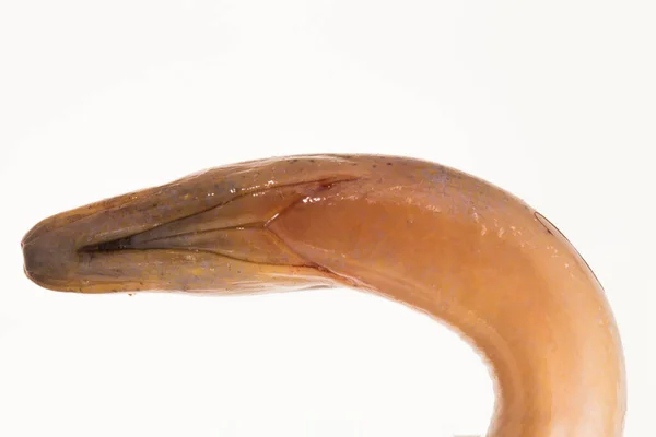 바탕에 떨어져 아시아 뱀장어 Monopterus Albus — 스톡 사진
