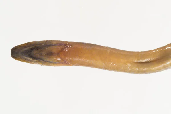 바탕에 떨어져 아시아 뱀장어 Monopterus Albus — 스톡 사진