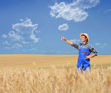 buğday alanında işaret eden çiftçi