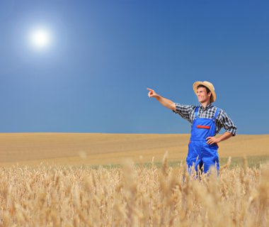 buğday alanında işaret eden çiftçi